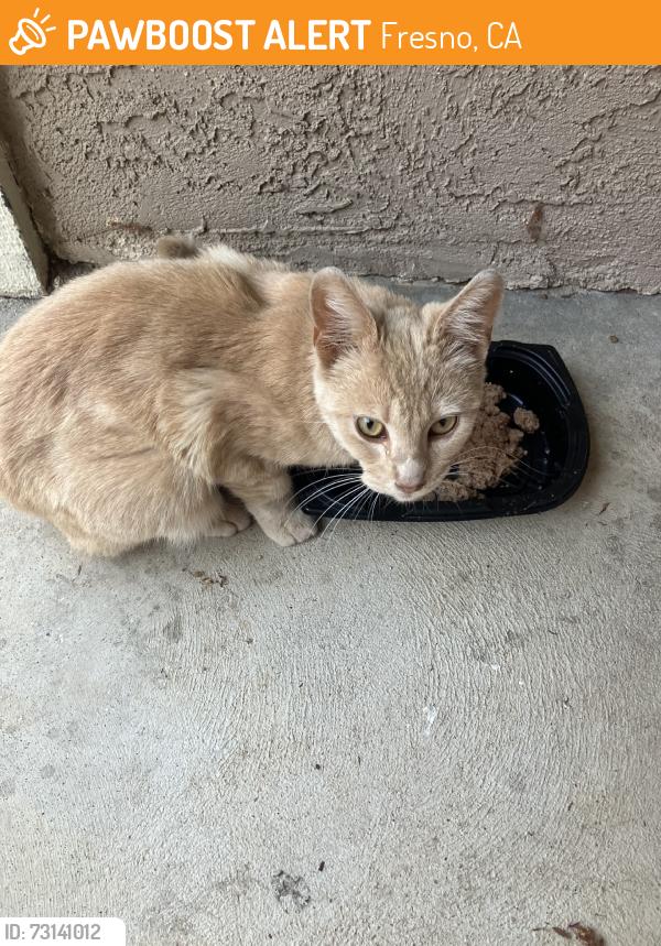 Found/Stray Unknown Cat last seen East yale and winery from across probation dept, Fresno, CA 93727