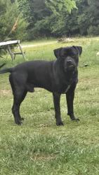 Lost Male Dog last seen Little Cat Rd., Chicken Rd, Madison, FL 32340