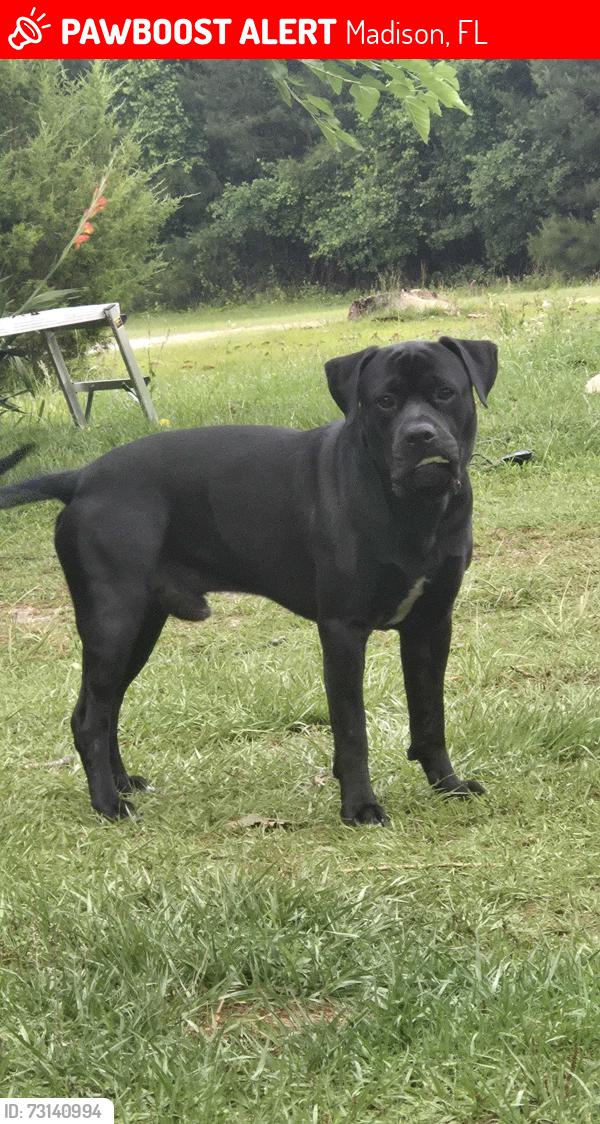 Lost Male Dog last seen Little Cat Rd., Chicken Rd, Madison, FL 32340