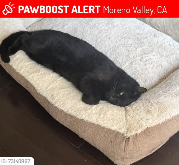 Lost Male Cat last seen Navel Ave & Shalu Ave, Moreno Valley, CA 92557