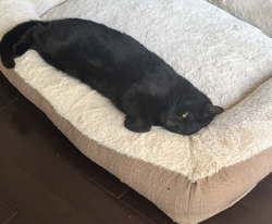 Lost Male Cat last seen Navel Ave & Shalu Ave, Moreno Valley, CA 92557