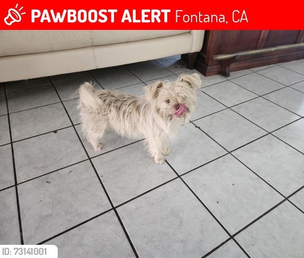 Lost Male Dog last seen Fontana, Fontana, CA 92335