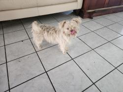 Lost Male Dog last seen Fontana, Fontana, CA 92335