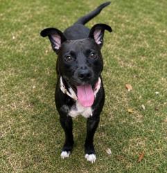 Shelter Stray Male Dog last seen W Beach Plum Dr., Dunnellon, FL, 4030 S Airport Rd, Inverness, FL 34450, USA