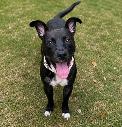 Shelter Stray Male Dog last seen W Beach Plum Dr., Dunnellon, FL, 4030 S Airport Rd, Inverness, FL 34450, USA
