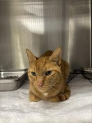 Shelter Stray Male Cat last seen Lorton, VA, 22079 Lorton Animal Services, Fairfax County,, 4500 West Ox Rd, Fairfax, VA 22030, USA