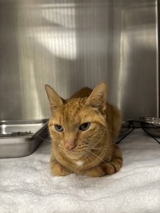 Shelter Stray Male Cat last seen Lorton, VA, 22079 Lorton Animal Services, Fairfax County,, 4500 West Ox Rd, Fairfax, VA 22030, USA