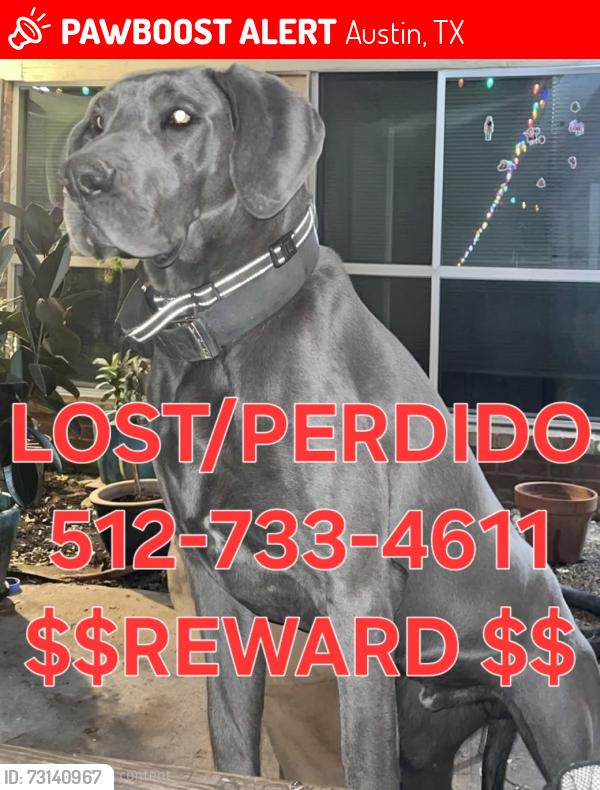 Lost Male Dog last seen North Lamar, Austin, TX 78753