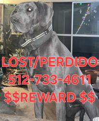 Lost Male Dog last seen North Lamar, Austin, TX 78753