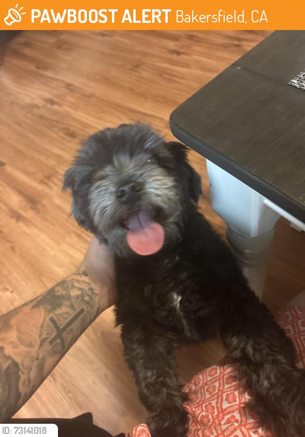 Found/Stray Male Dog last seen Rosedale elementary, Bakersfield, CA 93312