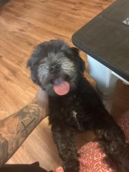 Found/Stray Male Dog last seen Rosedale elementary, Bakersfield, CA 93312