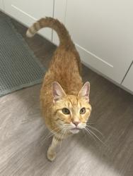 Reunited Female Cat last seen Near Golden Triangle Blvd, Fort Worth, TX 76244, Keller, TX 76244