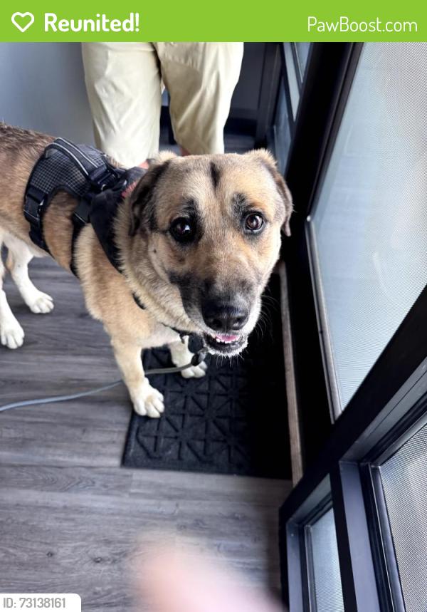 Reunited Male Dog last seen 131st Street & Lewis, Jenks, OK, Jenks, OK 74033