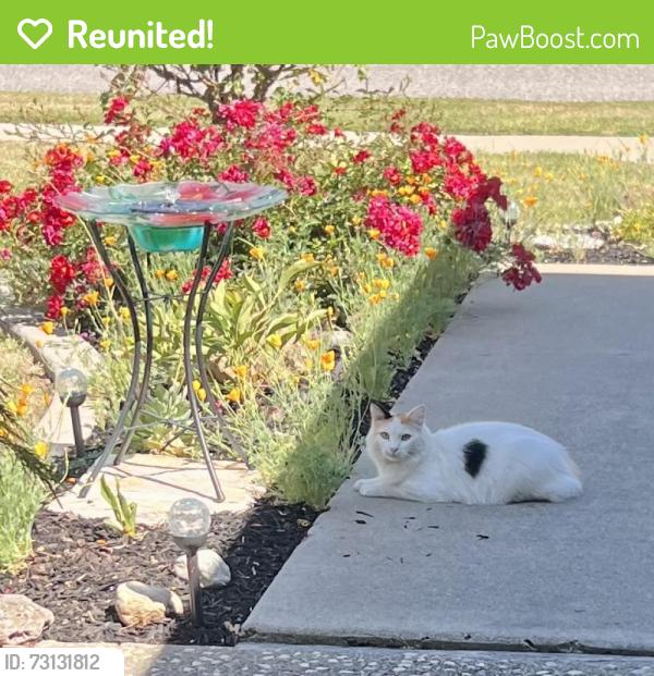 Reunited Unknown Cat last seen Branham almaden, San Jose, CA 95136