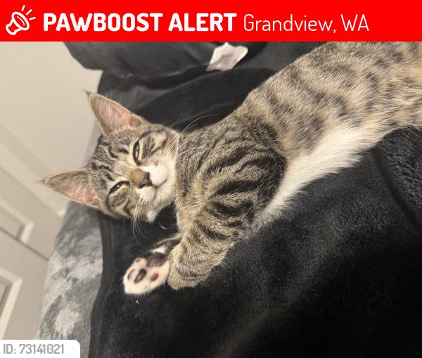 Lost Female Cat last seen Grapevine st kinda near Sushi MX, Grandview, WA 98930