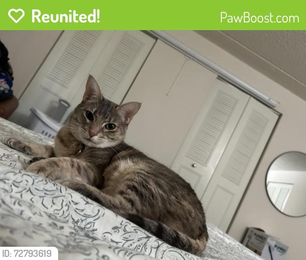 Reunited Female Cat last seen Oxhaven apmts, Oxford, PA 19363