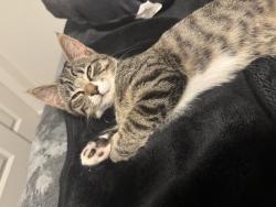Lost Female Cat last seen Grapevine st kinda near Sushi MX, Grandview, WA 98930