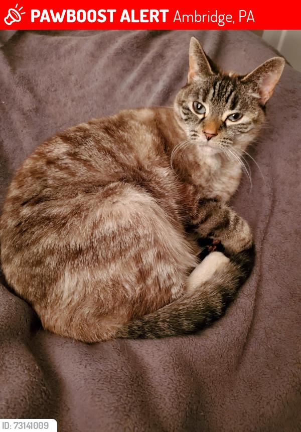 Lost Female Cat last seen Near Manning st Ambridge Pa, Ambridge, PA 15003