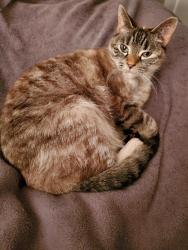 Lost Female Cat last seen Near Manning st Ambridge Pa, Ambridge, PA 15003