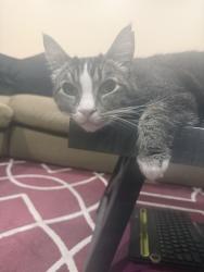 Lost Male Cat last seen Avenida de las Flores and Moss Court, Thousand Oaks, CA 91362