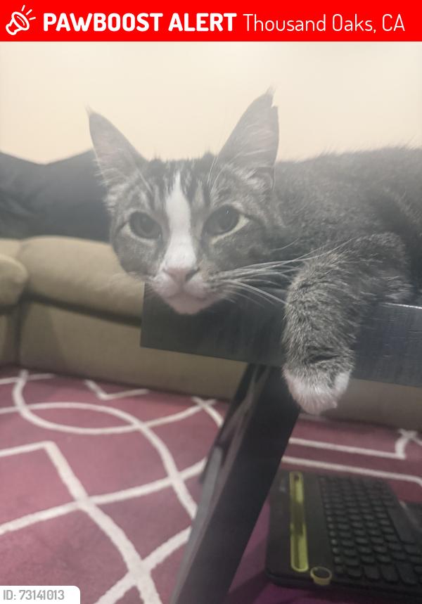 Lost Male Cat last seen Avenida de las Flores and Moss Court, Thousand Oaks, CA 91362