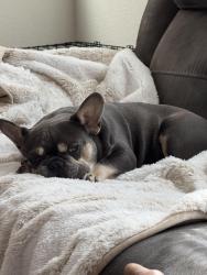 Reunited Male Dog last seen Parkside Way, Roseville, CA 95747