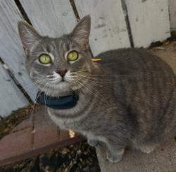 Reunited Female Cat last seen North Hollywood Way / Edison Ave, Burbank, CA 91505