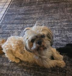 Lost Male Dog last seen Near w. Lincoln way, Lisbon oh. 44432, Lisbon, OH 44432