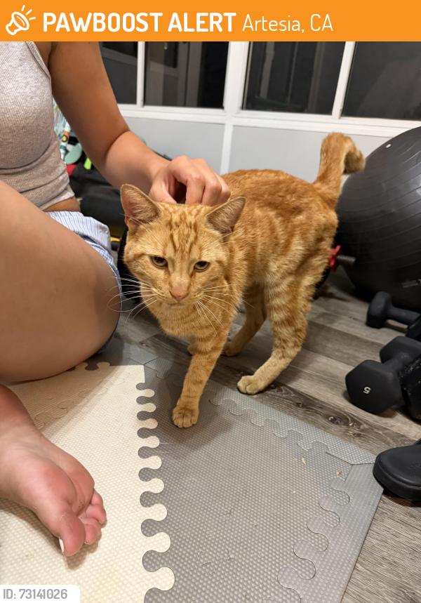 Found/Stray Male Cat last seen Gridley/ artesia, Artesia, CA 90701