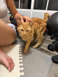 Found/Stray Male Cat last seen Gridley/ artesia, Artesia, CA 90701