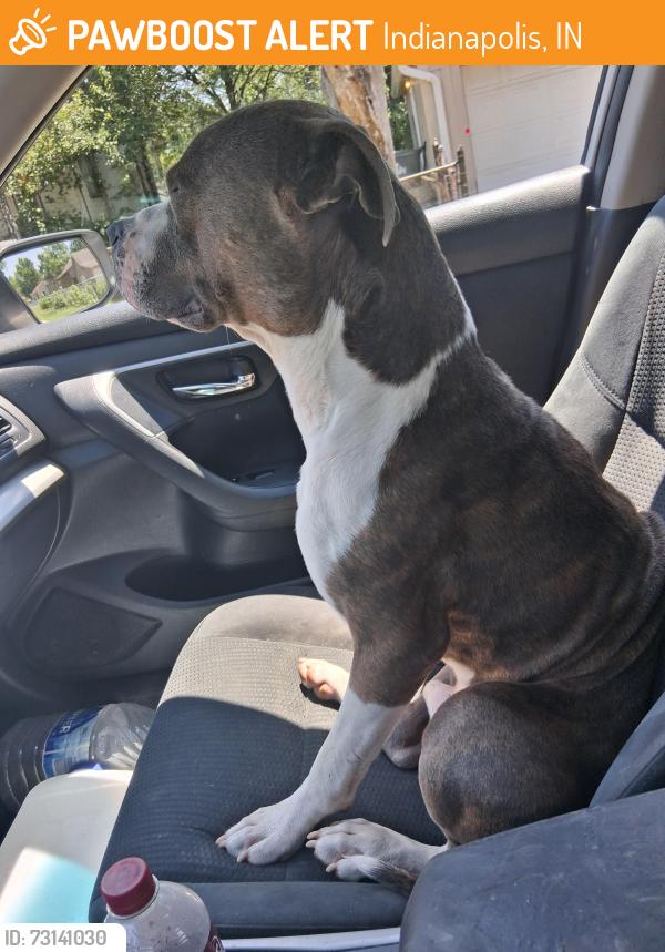 Found/Stray Male Dog last seen Arlington st, Indianapolis, IN 46218