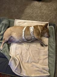 Found/Stray Female Dog last seen West Colfax and Sheridan Blvd, Lakewood, CO 80215