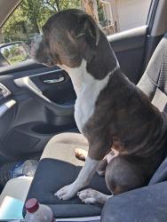 Found/Stray Male Dog last seen Arlington st, Indianapolis, IN 46218