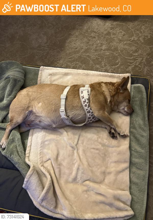 Found/Stray Female Dog last seen West Colfax and Sheridan Blvd, Lakewood, CO 80215