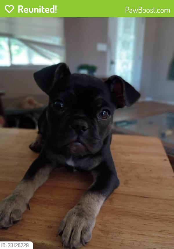Reunited Male Dog last seen Waudman Ave and Thornton rd area, Stockton, CA 95209