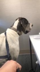 Reunited Male Dog last seen Midvale, Irvington, Tucson, AZ 85746