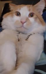 Lost Male Cat last seen Ridgecrest drive, Anchorage Ak, Anchorage, AK 99516