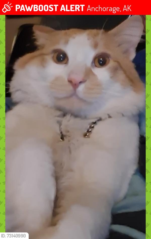 Lost Male Cat last seen Ridgecrest drive, Anchorage Ak, Anchorage, AK 99516