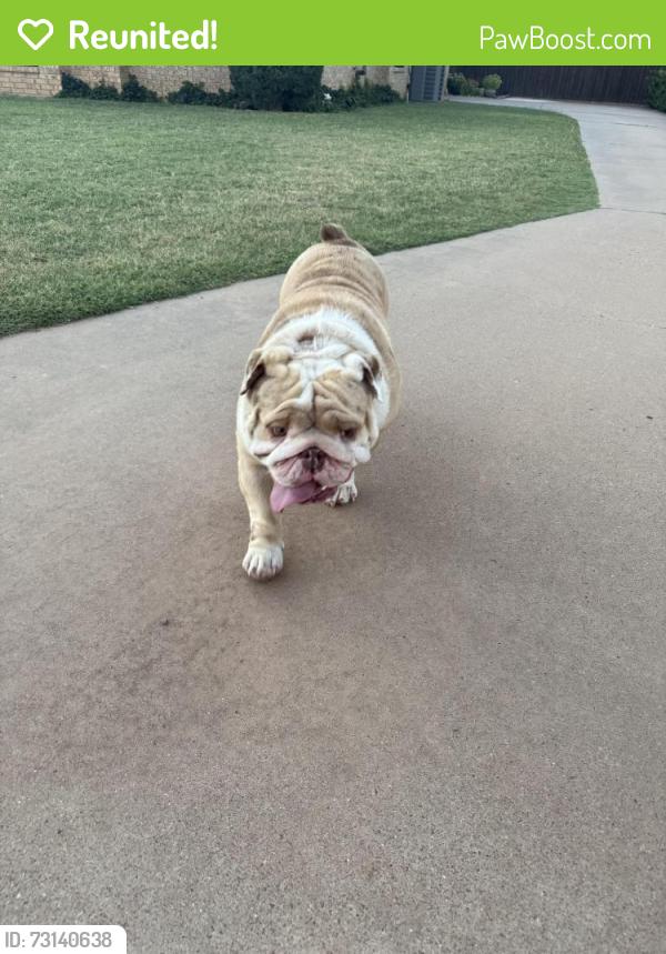 Reunited Male Dog last seen Mesa rd & Wabash st, Lubbock, TX 79403
