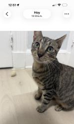 Reunited Female Cat last seen In the area surrounding “El Aguila” Supermarket., Paterson, NJ 07501
