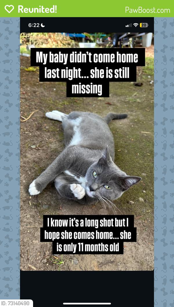 Reunited Female Cat last seen Ben’s Market, Blaine, WA 98230