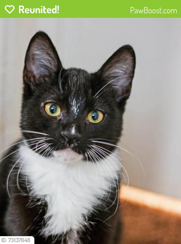 Reunited Female Cat last seen 3421w 300n west point ut, West Point, UT 84015