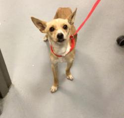 Reunited Female Dog last seen Woodland and meridian drive Hemet, Hemet, CA 92544