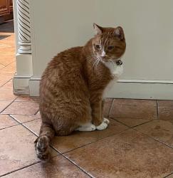 Reunited Male Cat last seen Montecillo Drive, Walnut Creek, CA 94595