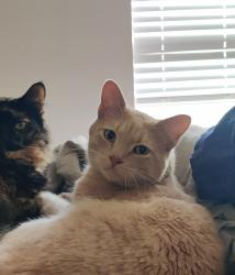 Reunited Male Cat last seen The Pines at Marston Lake apmts, Denver, CO 80123