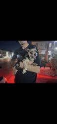 Reunited Female Dog last seen Near N Soft Breezes Dr, Las Vegas, NV 89128, USA, Las Vegas, NV 89128