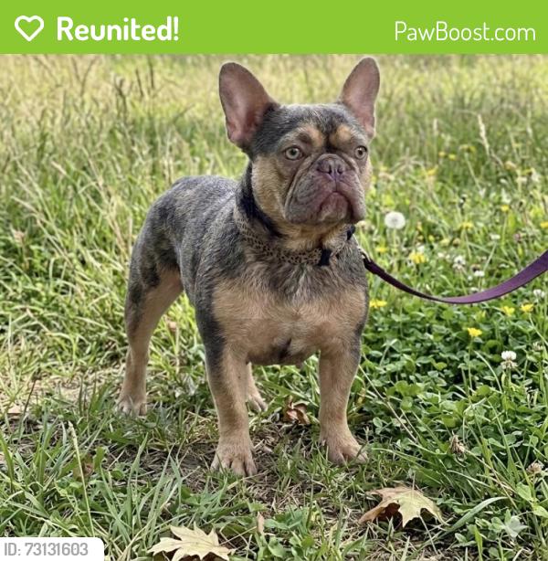 Reunited Female Dog last seen Near area, San Antonio, TX 78207