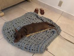 Reunited Male Dog last seen Cottle and Poughkeepsie, San Jose, CA 95123