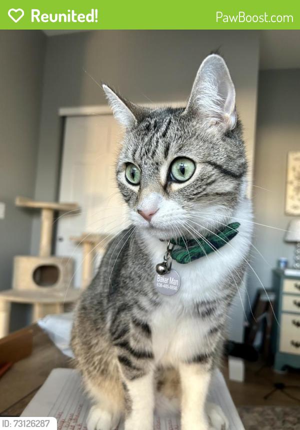 Reunited Male Cat last seen Avondale subdivision in O’Fallon, O'Fallon, MO 63376