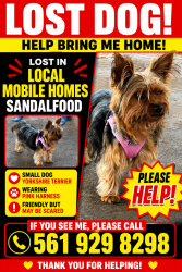 Lost Female Dog last seen Near N Branch Rd, Boca Raton, FL 33428